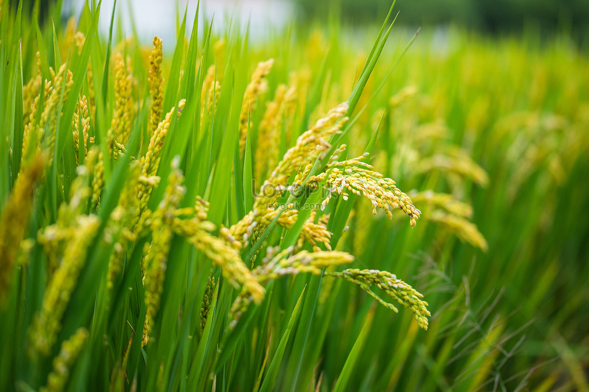 5x Water wells for rice fields to help farmers increase their rice harvest by 33%.